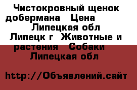 Чистокровный щенок добермана › Цена ­ 10 000 - Липецкая обл., Липецк г. Животные и растения » Собаки   . Липецкая обл.